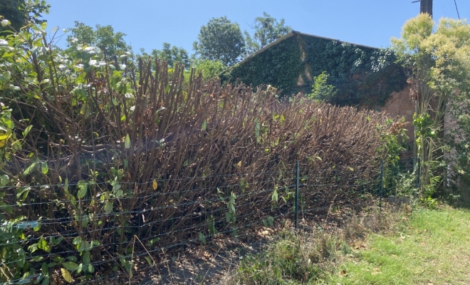 Rabattement d’une haie , Langon, Soules Élagage